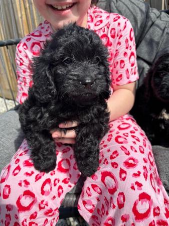 Image 12 of Gorgeous cockapoo all girls looking for new homes