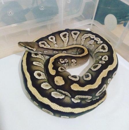 Image 3 of Reduced ball python collection all must go ready now.