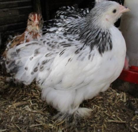 Image 4 of Pekin Bantams, various colours, and ages from day old on.