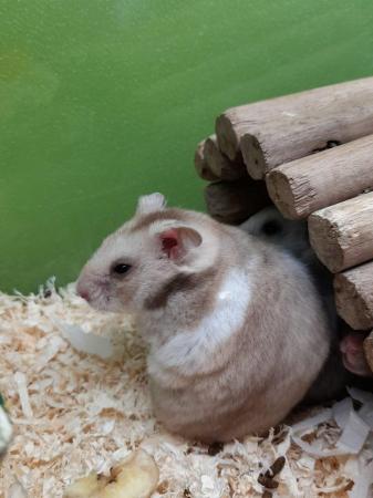 Image 3 of Syrian Hamsters male and female