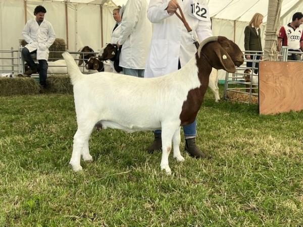 Image 5 of Full Blood Boer Goats for sale
