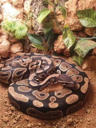 Image 6 of Adult Normal Royal Pythons For Sale