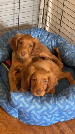 Image 7 of Ready to leave Cocker spaniel puppies