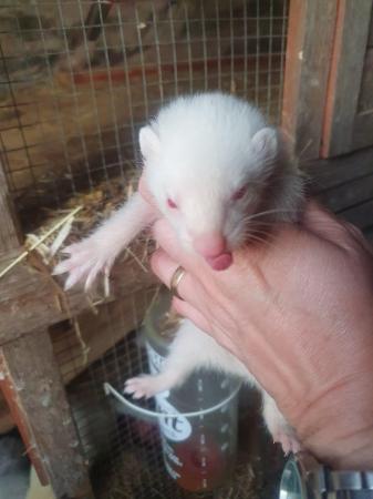 Image 4 of 8 week old ferret kits hobs/gills