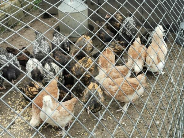 Image 14 of PURE BREED HENS, SALMON FAVEROLLE'S, ORPINGTON'S, CHICKENS