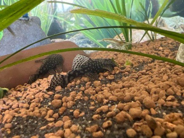 Image 3 of Pleco Bristlenose for sale males, females, young