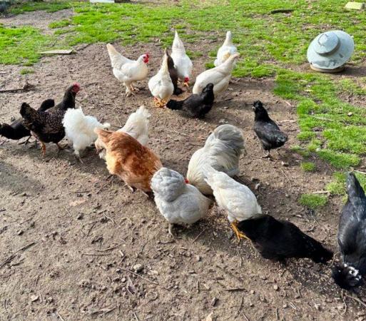 Image 2 of Rate breed chickens-also big layers-pekins-etc…. All very he