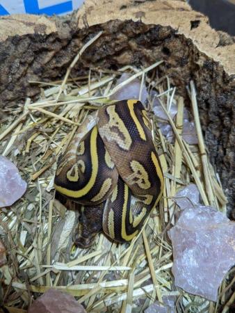 Image 6 of Various morph (GHI, Stripe, Pastels) baby royal/ball pythons