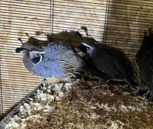 Image 2 of 5 pairs of california cali quails for sale