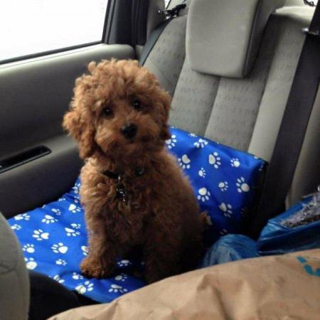 Image 3 of Proven Red Toy Poodle Stud Dog (Health Tested)