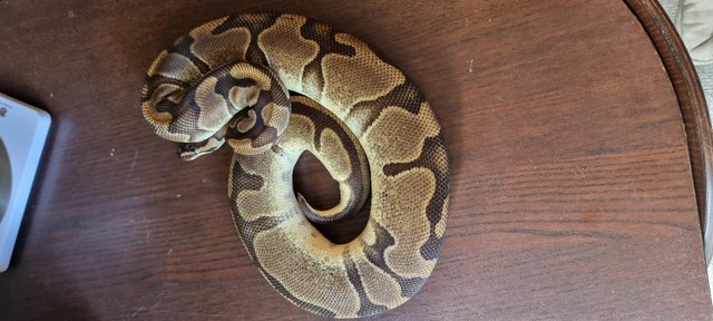 Image 11 of Full collection of ball pythons and racking