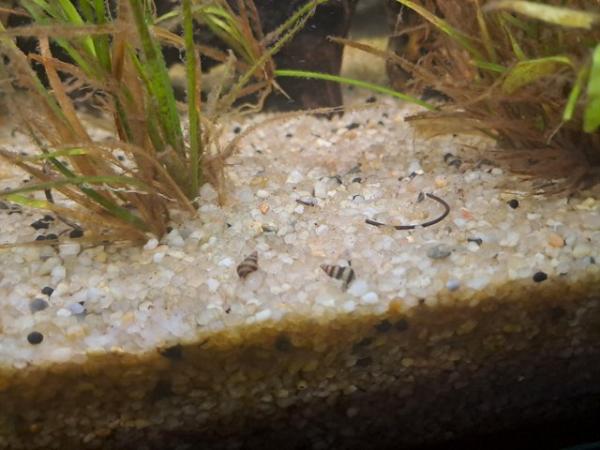 Image 3 of Assassin Snails free to a good home