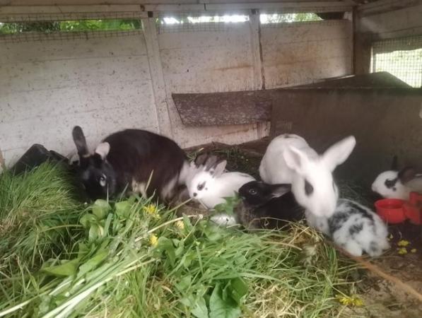 Image 9 of Mixed breed rabbit babies