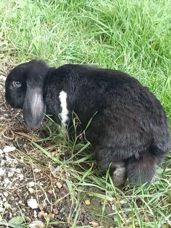 Image 4 of Mini lop rabbit looking for home