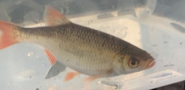 Image 4 of 9 x 4 inch Golden Rudd Pond Fish