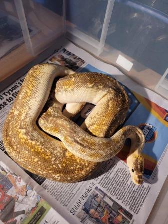 Image 7 of Breeding Size Royal Python Morphs collection (M/F) for sale