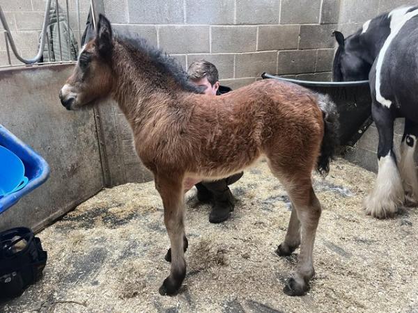 Image 3 of Connie x cob foal for sale