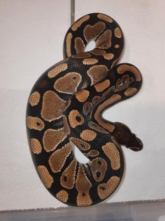 Image 11 of Snakes and Gecko's Available, Various Ages / Species