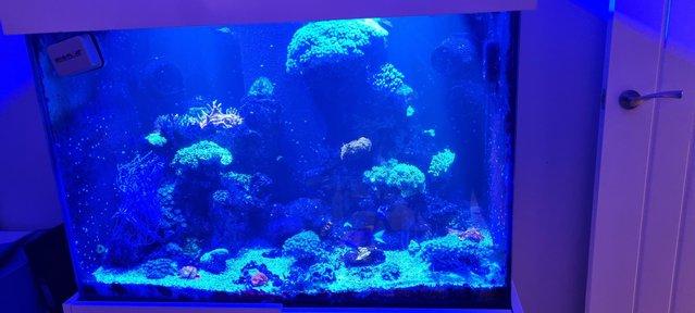 Image 5 of Fully loaded reef aquarium, marine, fish, coral, full set up