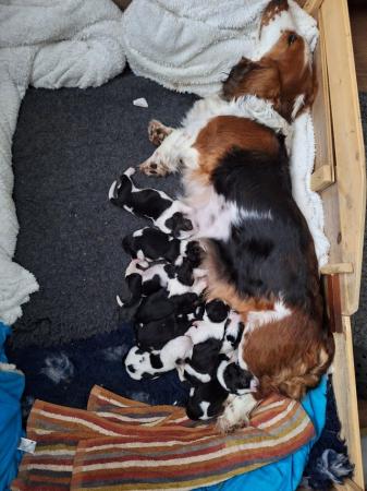 Image 13 of Basset hound puppies ready for new homes