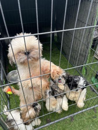 Image 4 of Shih Tzu puppies for sale 2 girls