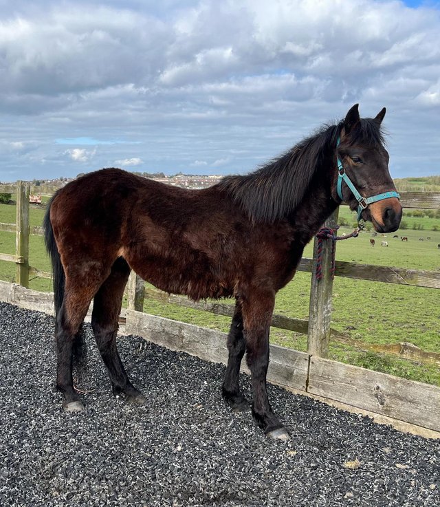 Preview of the first image of Registered Warmblood x Connemara x Draught 2 yrs old Gelding.