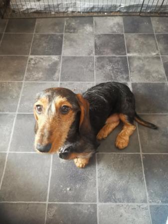 Image 4 of I have a stunning female dachshund for sale.
