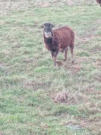 Image 2 of Two SOAY Ram Lambs For Sale