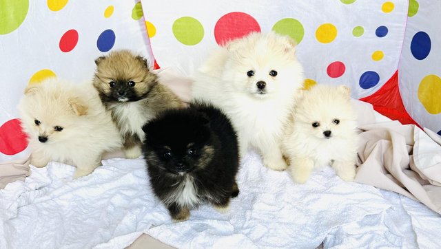 Image 8 of Pomeranian puppies for sale