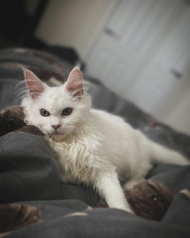 Preview of the first image of Pure white Maine coon kitten male.