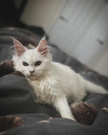 Image 1 of Pure white Maine coon kitten male