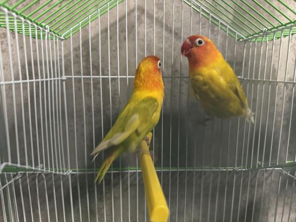 Image 2 of Pair of love birds with cage