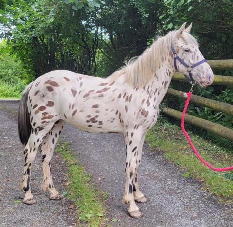 Image 1 of Appaloosa yearling filly