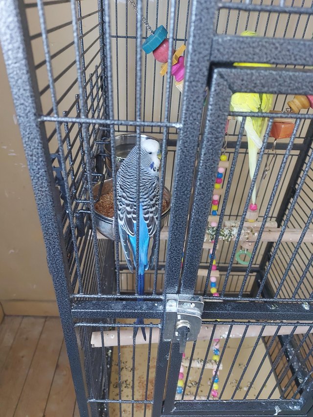 Preview of the first image of Male and female pair of budgies, 2 years old..