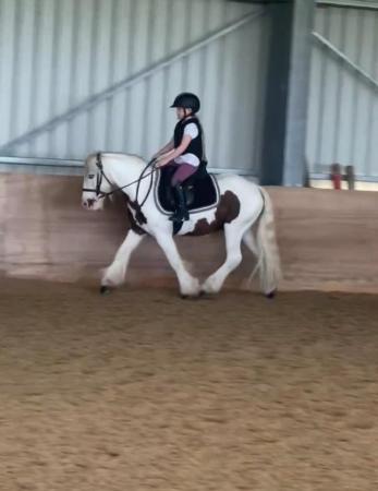 Image 1 of 13hh 5 yrs Traditional cob gelding