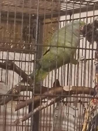 Image 4 of 2 x Indian Ringnecks parrots