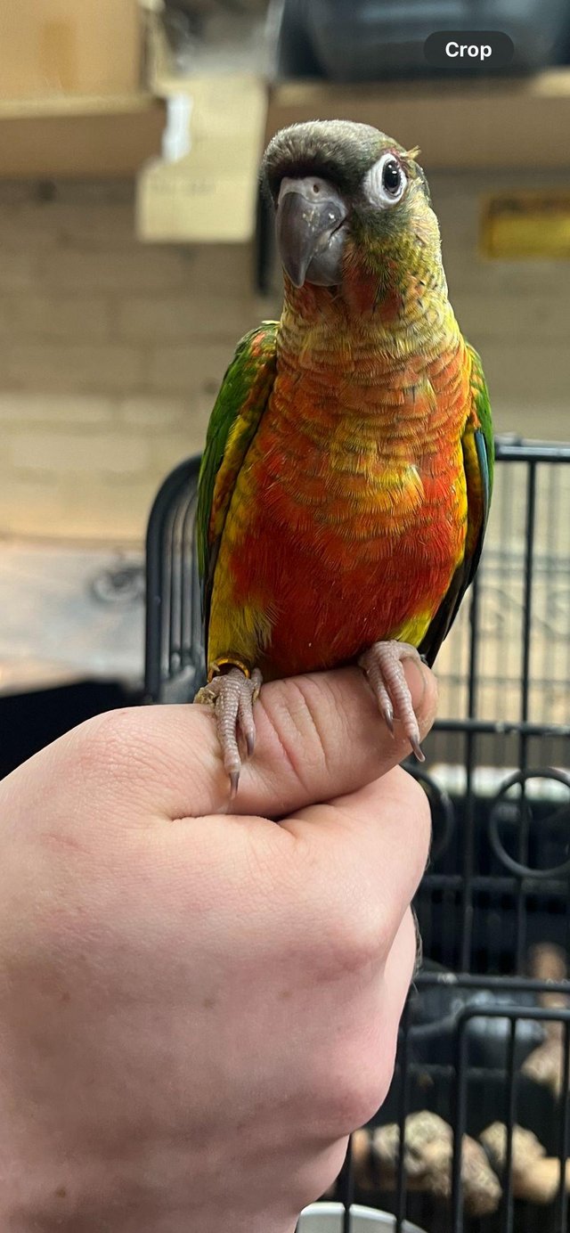 Preview of the first image of HANDTAME BABY CONURE PARROTS.
