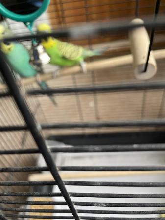 Image 3 of Pair of budgies with cage