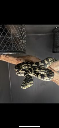 Image 22 of Ball pythons, selling whole collection plus vivs