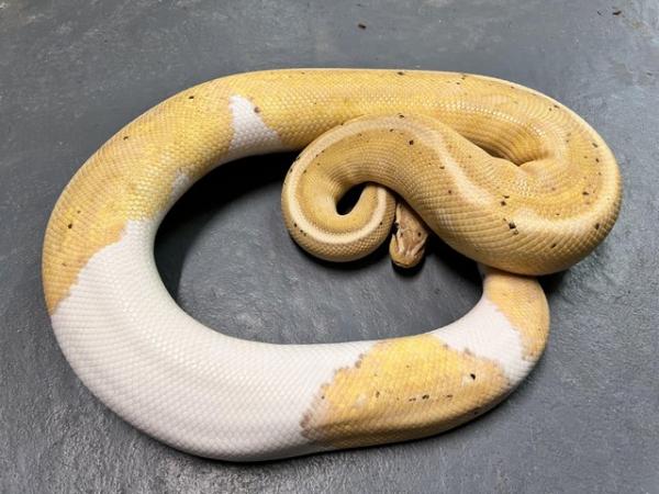 Image 3 of Male Banana Pied ball python CB21