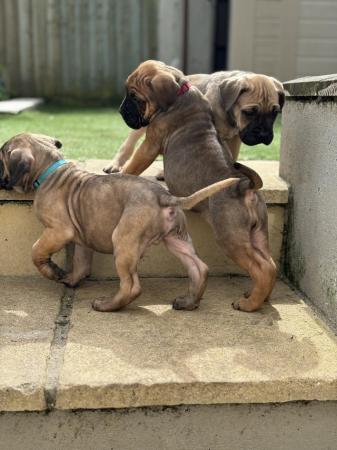 Image 1 of Litter of 12 Cane Corso Puppies