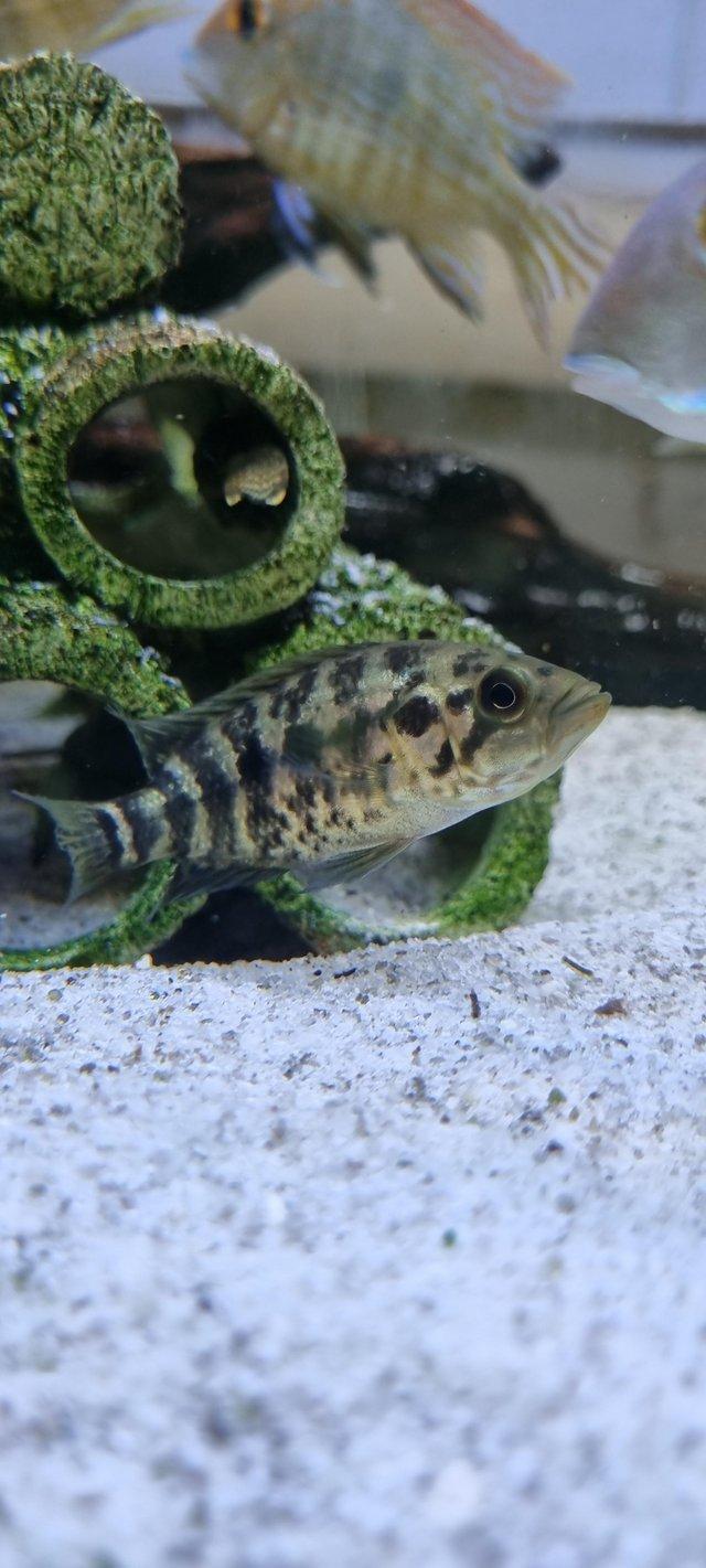 Preview of the first image of Tropical fish Juvenile jaguar cichlid.