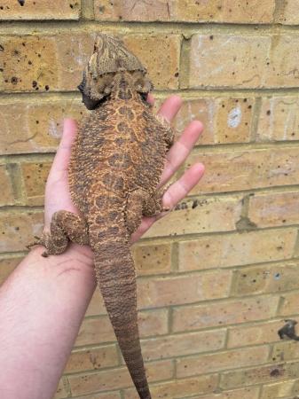 Image 4 of Normal male bearded dragon