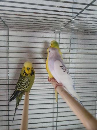 Image 8 of Selection of budgies available