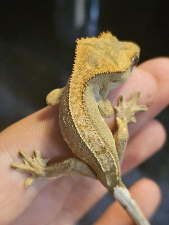 Image 4 of 9 month old geckos babies stunning colours