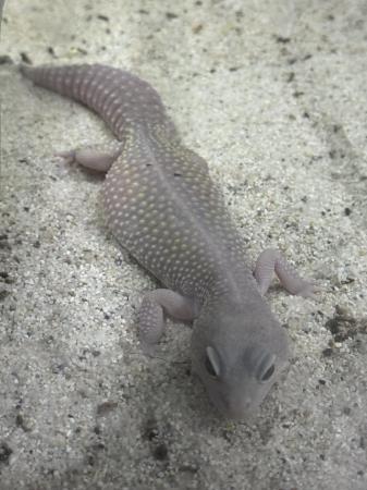 Image 2 of Lavender femaleleopard gecko