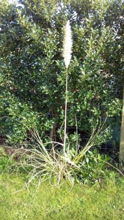 Image 1 of Attractive young Pampas Grass plant