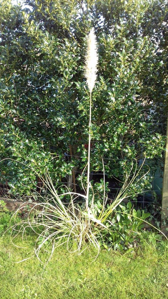 Preview of the first image of Attractive young Pampas Grass plant.