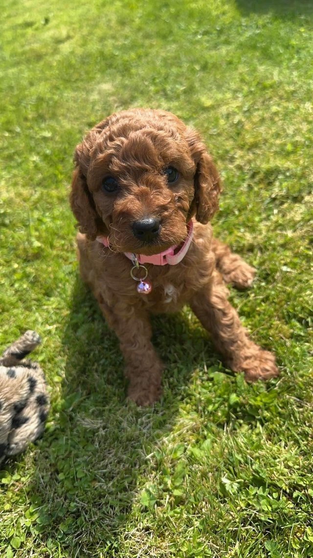 Preview of the first image of Gorgeous F1b Cavapoo puppies.