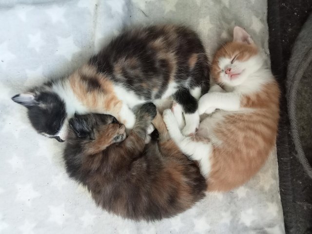 Preview of the first image of Adorable unique kittens.